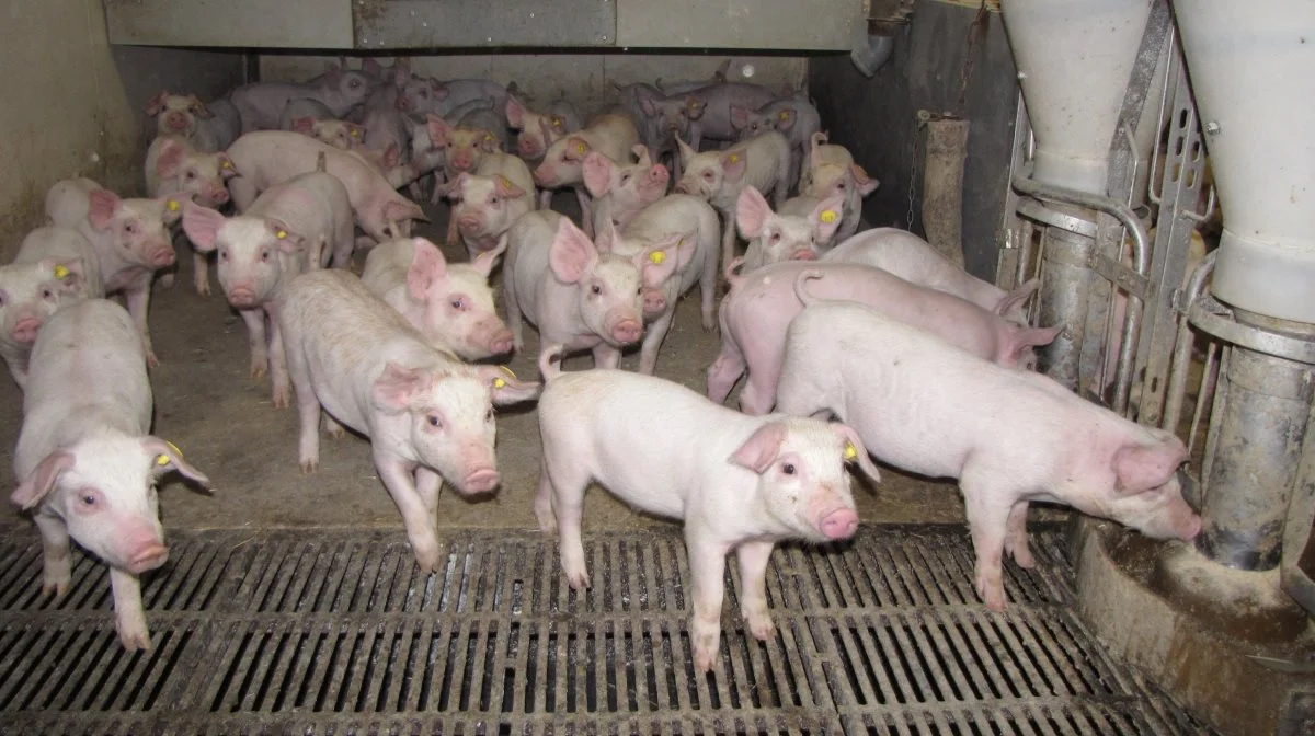 Rådgiver anbefaler, at startfoder skal ligge i området mellem 115 og 130 gram standardiseret fordøjeligt råprotein pr. FEsv. Foto: Jens Kjærulff