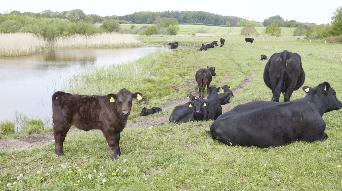 Landbrug & Fødevarer har været med til at få en ny støtteordning med tilbagevirkende kraft på plads. Støtteordningen
giver landmænd mulighed for kompensation for de stigende
gebyrer ved nød- og gårdslagtning. Arkivfoto