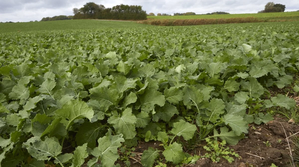 NDVI-indekset bliver hurtigt mættet i en tæt afgrøde som raps, men ved at bruge NDRE har Seges Innovation udviklet en model, der kan fungere for alternativ til planteklip til fastsættelse af kvælstofbehov i raps. Foto: Erik Hansen