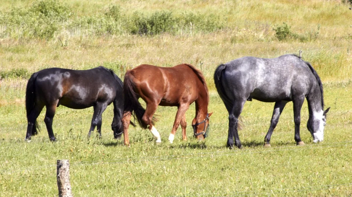 Har du spørgsmål om AU Viborgs uddannelser, studiemiljøet, ansøgning og optag, så tilmeld dig åbent hus den 1. marts. Arkivfoto