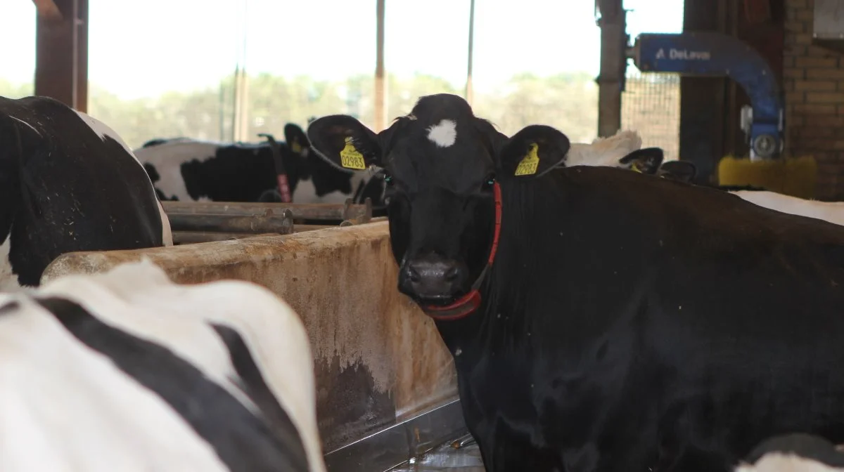 En af de centrale udfordringer med bluetongue er sygdommens langstrakte forløb. Flere besætninger har oplevet, at det tager måneder, før køerne er tilbage i normal produktion. Foto: Line Brusgaard