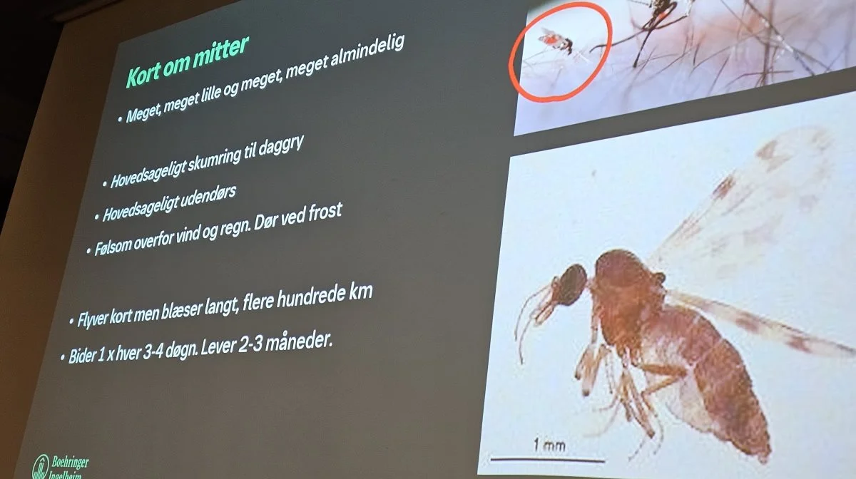 Insektarten mitter er den primære årsag til, at bluetongue kan smitte hurtigt blandt kvæg og får.