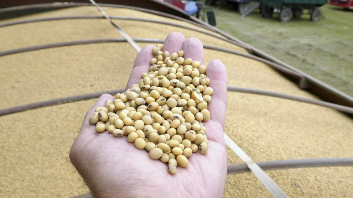 Høsten i Argentina, der er verdens største producent af soyaskrå, tegner dårligt på grund af tørke. Men nu er der hjælp på vej til landbruget i landet. Arkivfoto: Jørgen P. Jensen