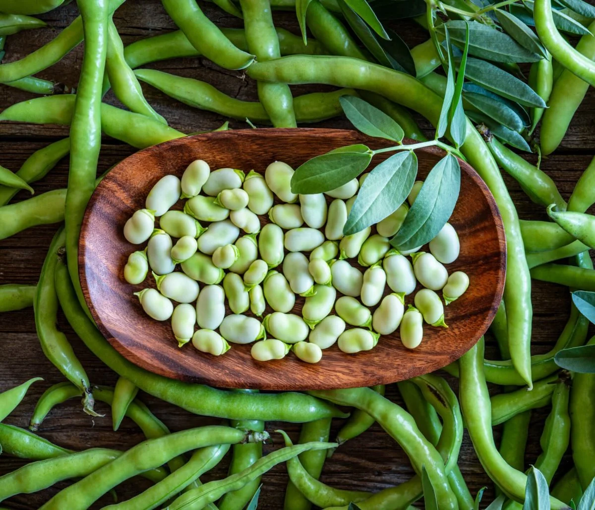 Det er hestebønner som disse, der er ingredienserne til Meelunie GPI's proteiner, der skal anvendes til produktion af plantebaserede fødevarer. Foto: Meelunie GPI