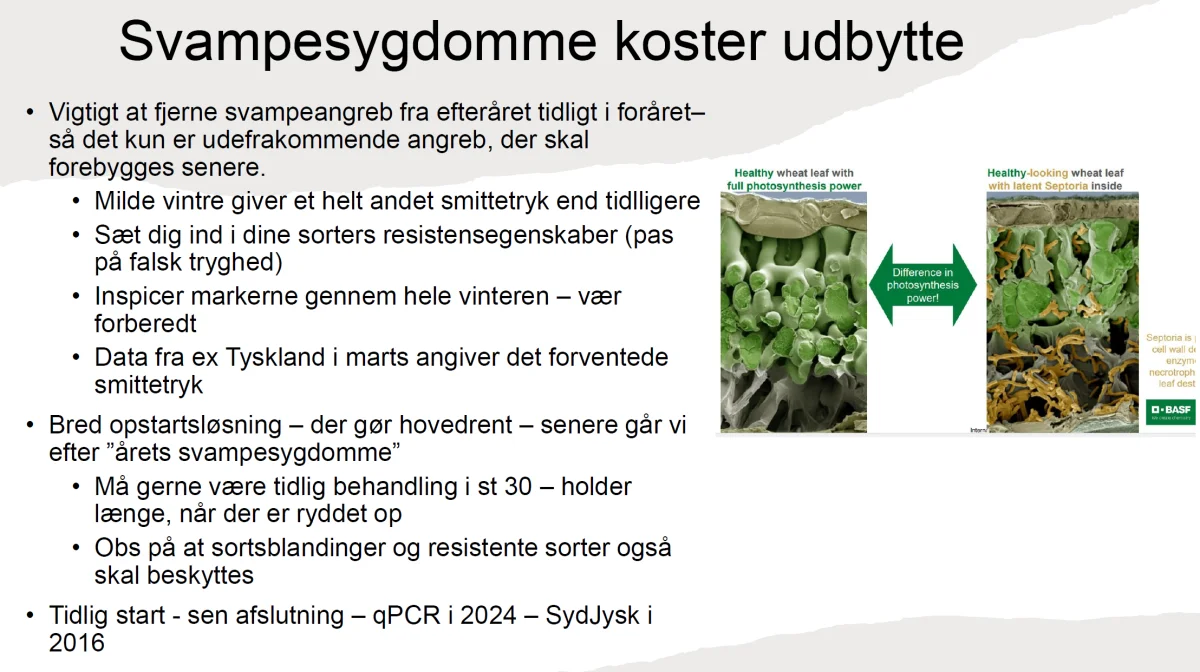 De milde vintre koster til svampesygdomme.