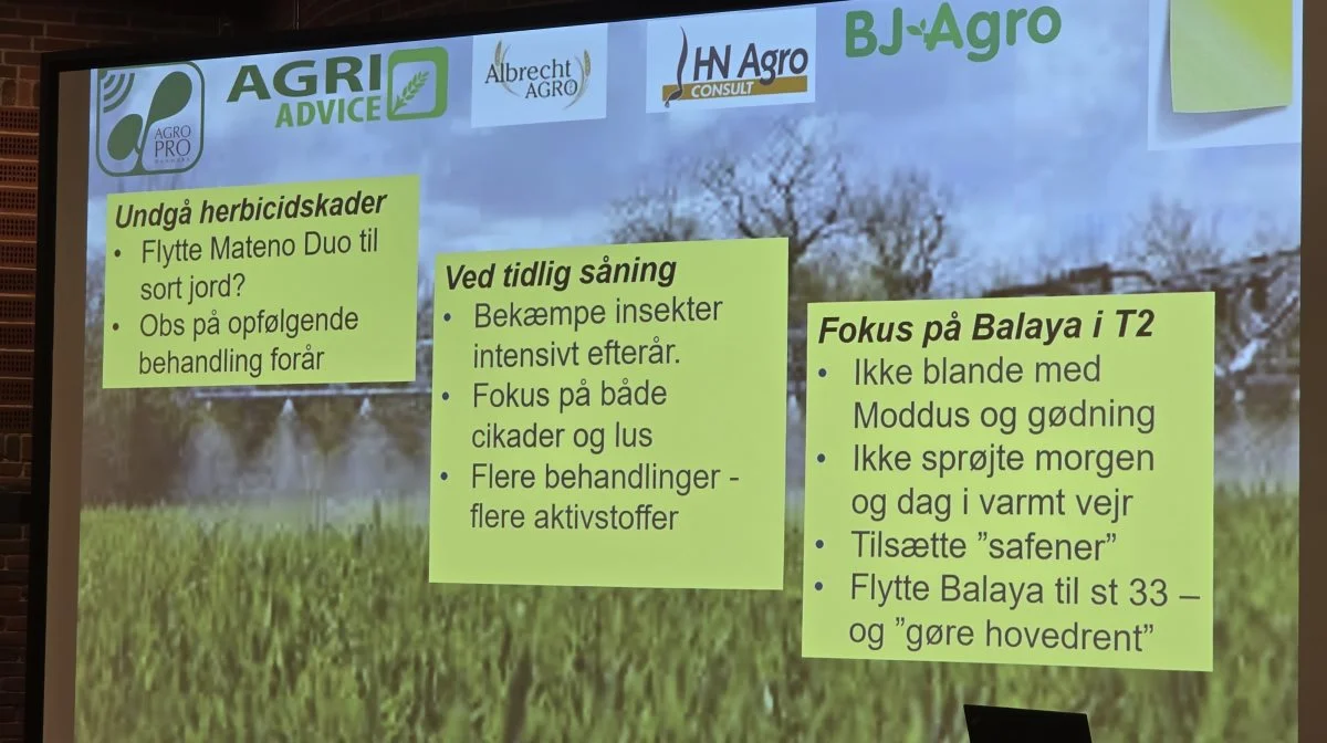 Hvordan kan sorte aks og gule faneblade i vinterhvede forbygges? Her er et samlet bud fra de medvirkende planteavlsrådgivere.