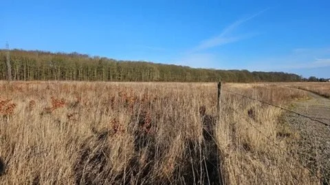 Skovrejsningsområdet Rugballegård Skov i Horsens Kommune er et eksempel på, hvordan man er lykkedes med at omdanne landbrugsjord til skov med stor gevinst for drikkevandet, vandløb, plante- og dyrelivet. Foto: Horsens Kommune.