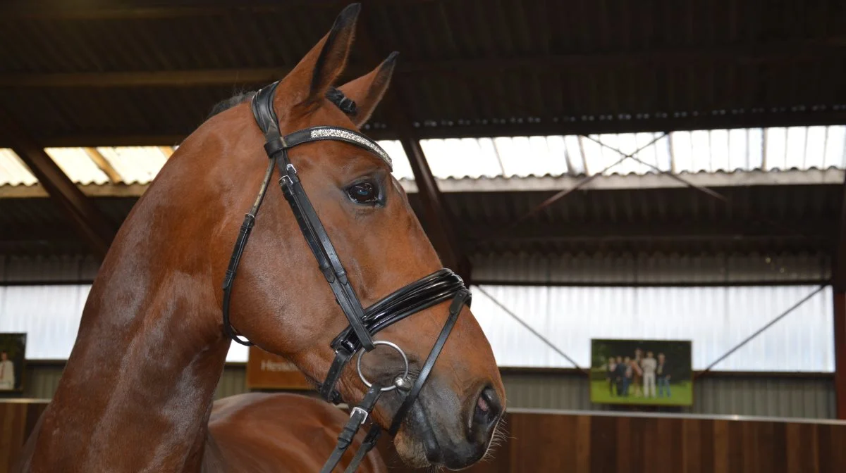 Dansk Oldenborg Avl afholder hingstekåring den 15. marts. Her er det Rosengårdens Vilano, der blev kåret i 2020. Arkivfoto: Camilla Bønløkke