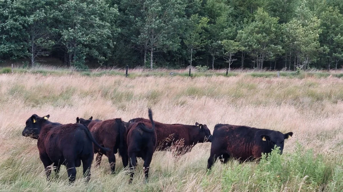 Kvæg er en afgørende komponent i effektiv naturforvaltning, men økonomien i naturforvaltning kan dog være en udfordring, lyder det fra Seges Innovation, som er med i et nyt projekt »Nature & Beef«. Arkivfoto: Line Brusgaard 