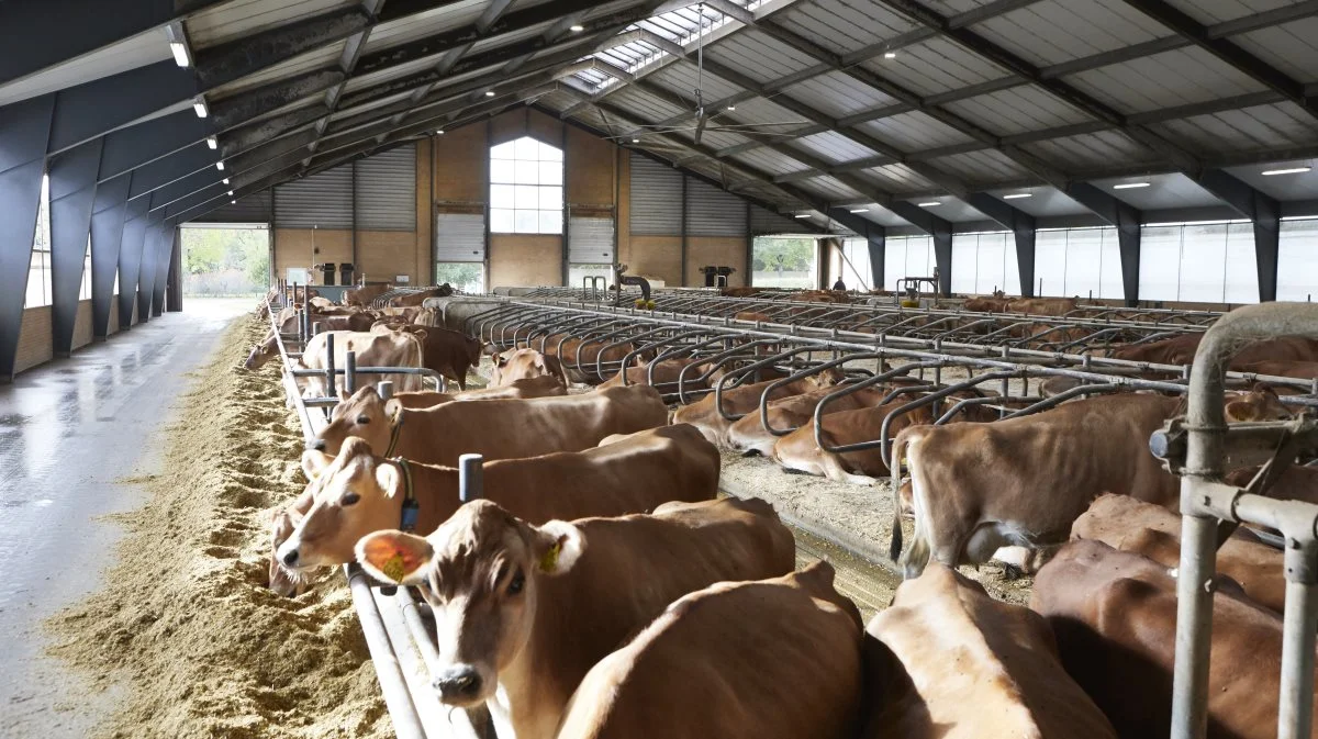 Debatten om brugen af Bovaer i kvægfoder ser ikke ud til at stoppe foreløbigt. Men der er ikke udsigt til, at brugen af det klimavenlige foder skal deklareres på mælkekartonerne. Arkivfoto: Erik Hansen