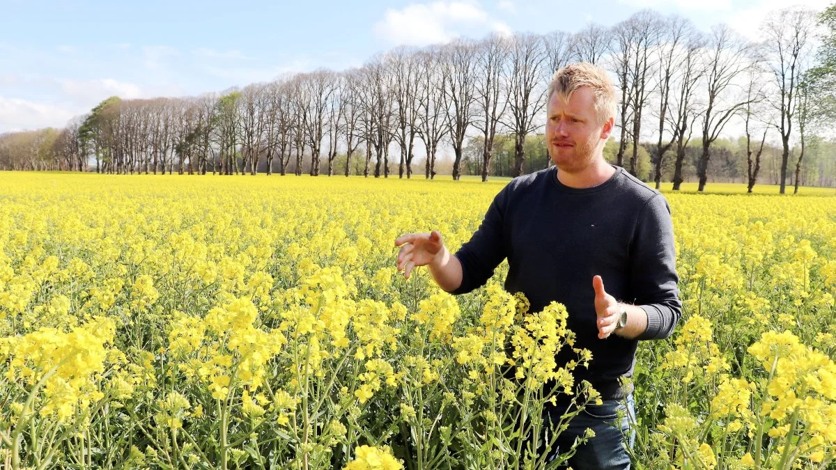 Ditte Clausen og Søren Lykkegaard Hansen fra forædlingsfirmaet Dekalb arbejder med at finde en sammenhæng mellem rapsens aktuelle biomasse og optimal dyrkningsstrategi frem til højt frøudbytte. 