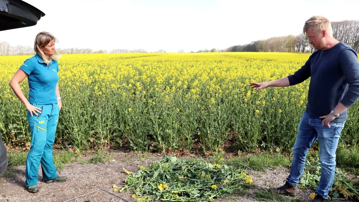 Planter på en kvadratmeter. – Der er ikke brug for mere plantemasse. Måler vi 5 kg biomasse pr. kvadratmeter, har vi produceret 5 tons tørstof pr. hektar, siger Søren Lykkegaard Hansen. Fotos: Jørgen P. Jensen