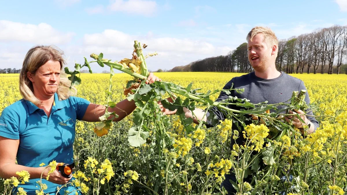 - Denne mark er faktisk helt perfekt efter engelsk standard, da den havde godt 4 kg biomasse pr. kvadratmeter ved start blomstring, siger Ditte Clausen og Søren Lykkegaard Hansen.