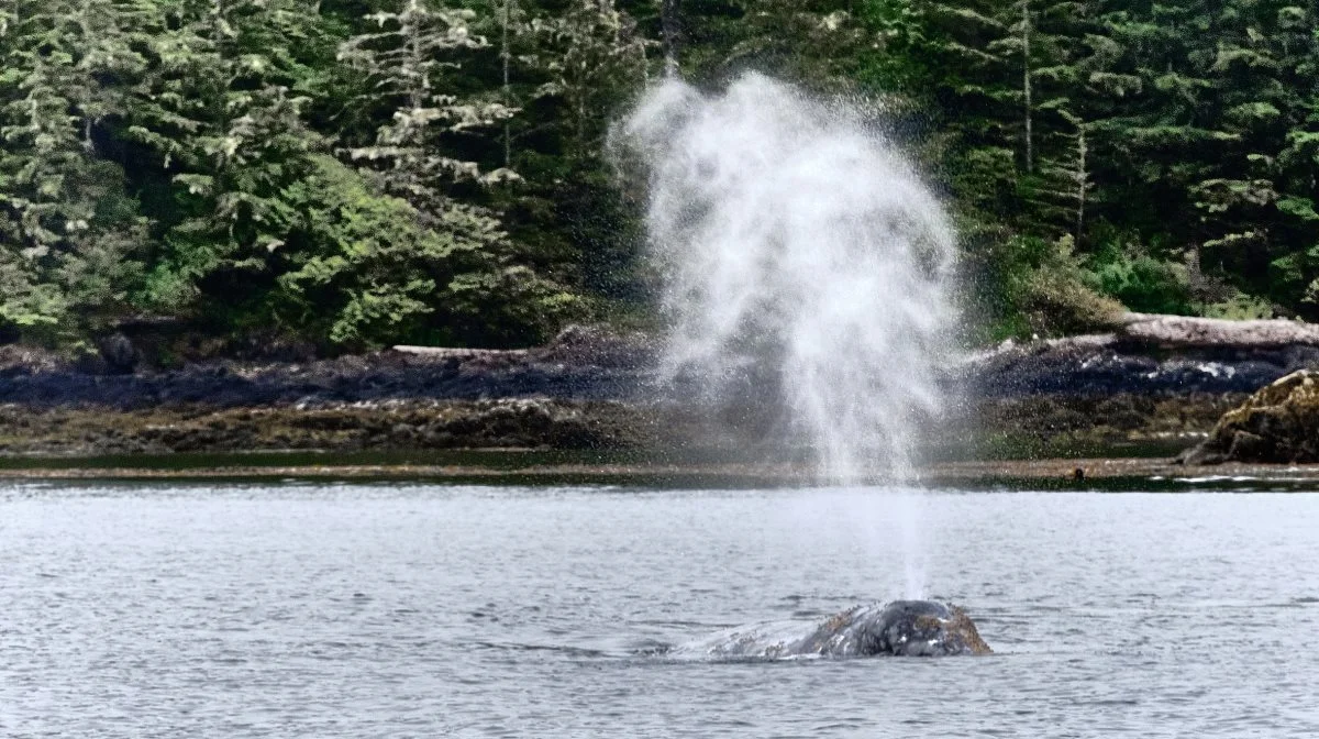 Da ikke alle har lyst til at komme på vandet, kan hvalsafari tilkøbes af dem, der har lyst til det, mens resten kan nyde byen Victoria på Vancouver Island.