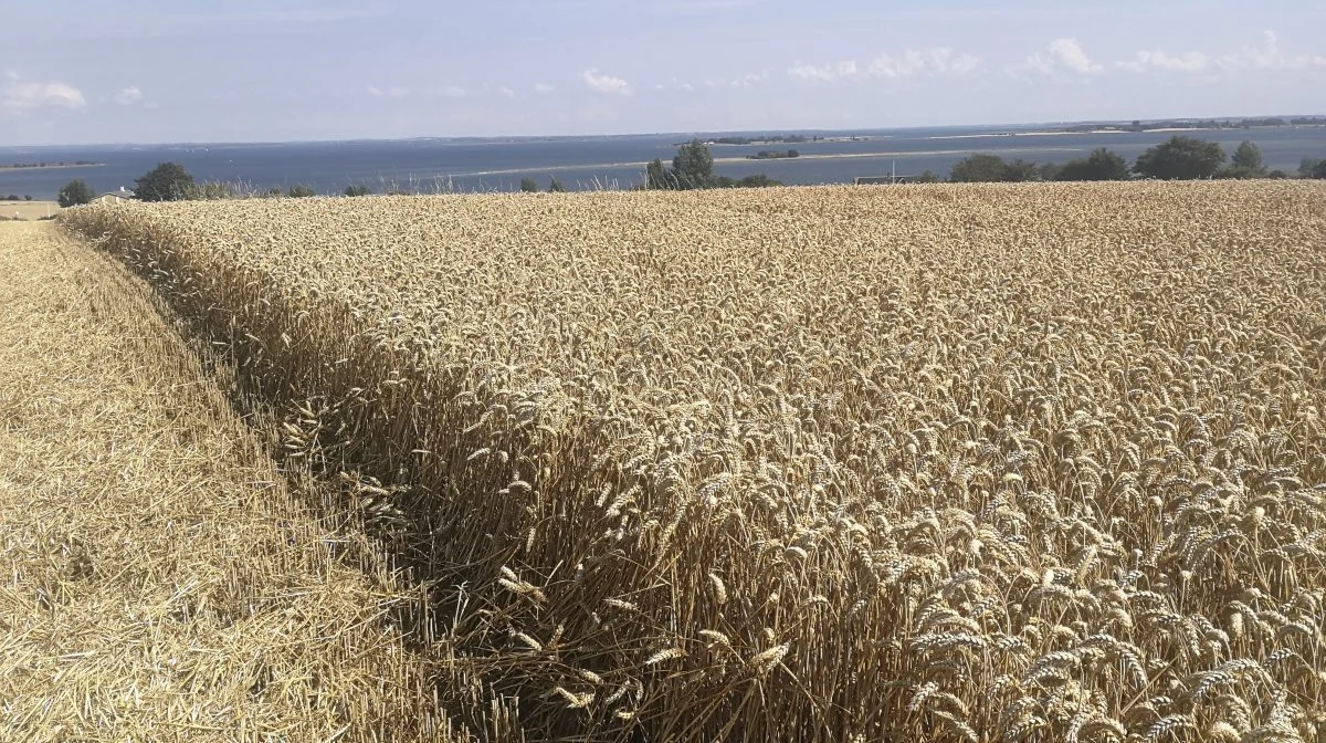 Faldende kvælstoftilførsel fra land har ført til en øget opblomstring af 
kvælstoffikserende cyanobakterier i vandmiljøet, der skaber udfordringer som iltsvind, når de dør og nedbrydes. Arkivfoto: Erik Hansen