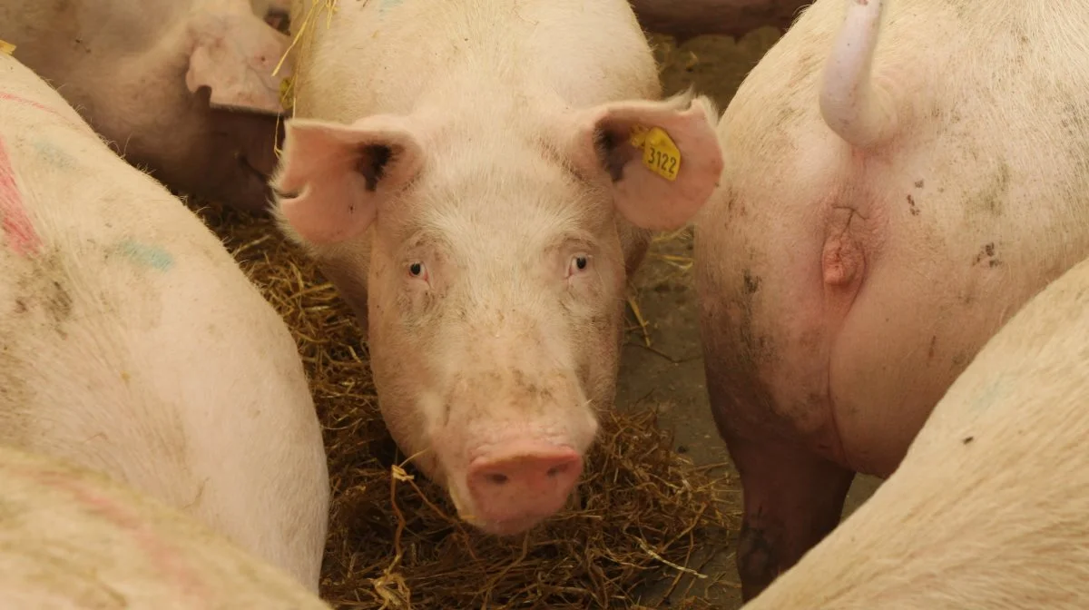 Hvad er årsagerne, når søerne dør? Det giver forskere ved Aarhus Universitet et bud på via en stikprøveundersøgelse af døde søer, der er leveret til Daka. Arkivfoto: Anne Wolfenberg 