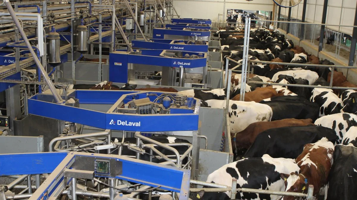 Køerne var hurtige til at vænne sig til batch milking-systemet med de 14 DeLaval-robotter.