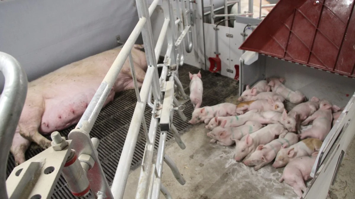 En fiberlåge på pattegrisehulen blev fravalgt til fordel for den røde plasticlåge, som er meget lettere at løfte. Lige ved siden af pattegrisehulen har grisene nem adgang til både vandkop og mælkekop.