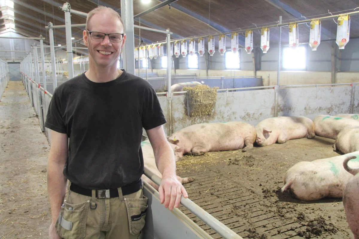 Det ånder ro i drægtighedsstalden. Søren Michaelsen har valgt det billigste system på markedet - gulvfodring med foderkasser fra Daltec - som han allerede har flere års gode erfaringer med.