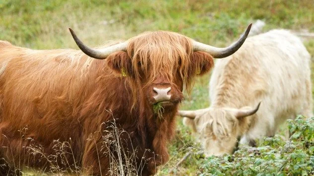 Innovationscenter for Økologisk Landbrug har udgivet folderen »God naturgræsning – sådan fremmes biodiversiteten på naturarealer«. Her finder man en grundig vejledning i, hvordan græsning tilrettelægges, når den skal gavne biodiversiteten på naturarealer. Den indeholder også billeder og beskrivelser af planter, som man typisk finder på gode, græssede naturarealer.