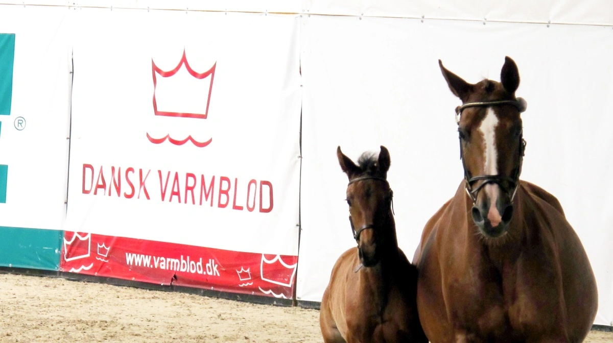 Torsdag den 27. marts klokken 19 inviterer Dansk Varmblod region 4 til en aften om hingstevalget. Arkivfoto: Camilla Bønløkke