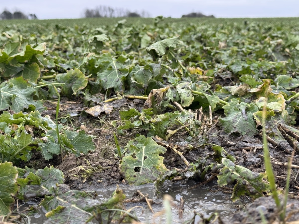 Med den aktuelle jordtemperatur, som ved Nørager, hvor billedet er taget, ligger mellem to og tre grader med en prognose, der peger nedad, er der ingen vækst i planterne og dermed intet næringsstofoptag.