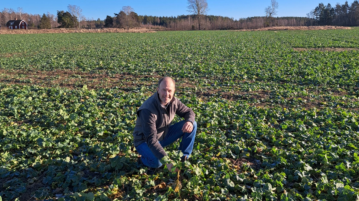 - Det er ikke til at forstå, hvordan Sverige og Danmark, der ligner hinanden så meget, kan have så vidt forskellige gødningsregler for de samme forhold, siger planteavlskonsulnet Ulrik Lovang. Privat foto