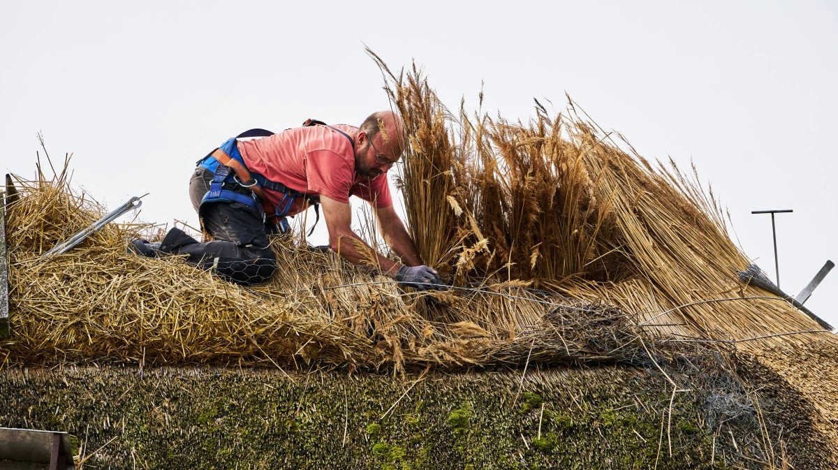 Et stråtækt hus er ikke kun pænt rent æstetisk. Det er også mere klimavenligt. Nu skal sammenhængen med landbrugsafgrøder og byggematerialer gåes efter i sømmene. Foto: Steffen Stamp/Realdania