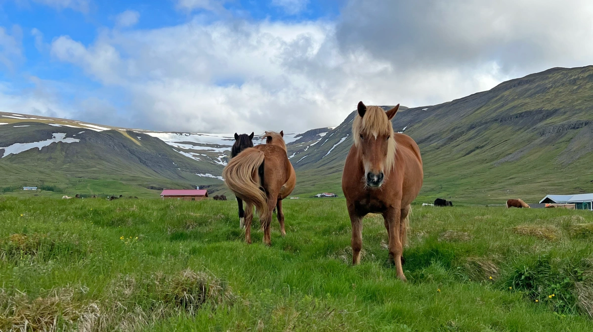 Familien har stadig sommerhus i Island, hvor de islandske heste græsser lige uden for døren. Foto: Travel Nord