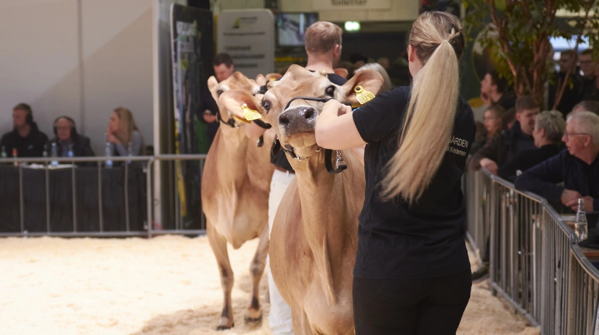 Holstein, RDM og Jersey bliver repræsenteret på Agro Nord, hvor 300 dyr er tilmeldt. Arkivfoto: Tenna Bang