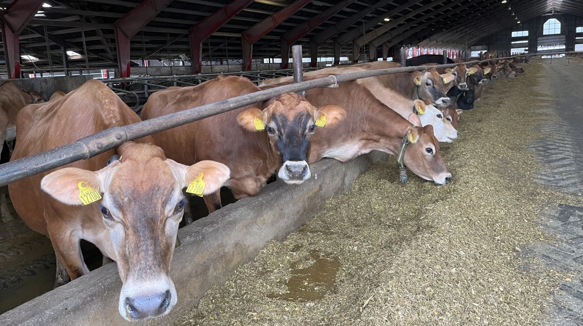 Dongsgaard huser 1.250 jerseykøer, der i højsæsonen producerer mellem 31 og 32 tons mælk dagligt. 