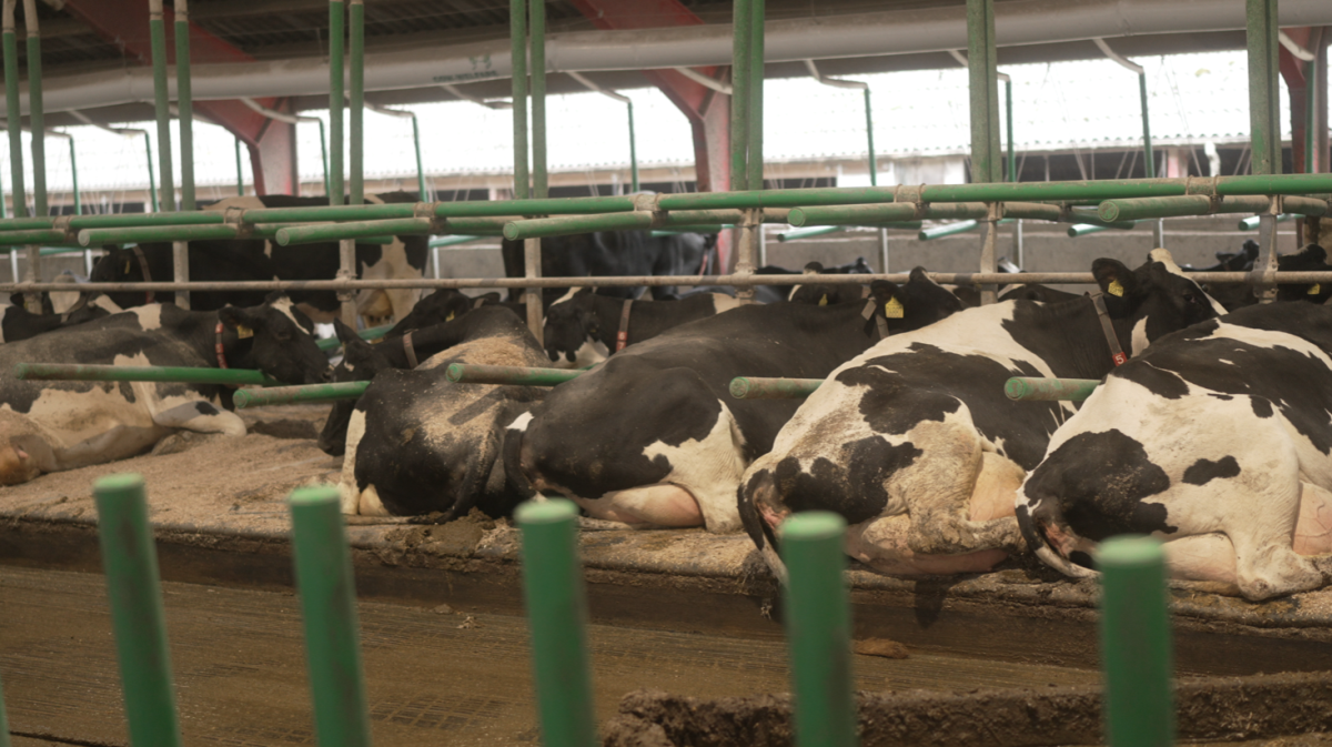 Cow Welfare oplever stor interesse for deres staldløsning »Flex Air Stall«, der blandt andet er med til at mindske varmestress hos køer.