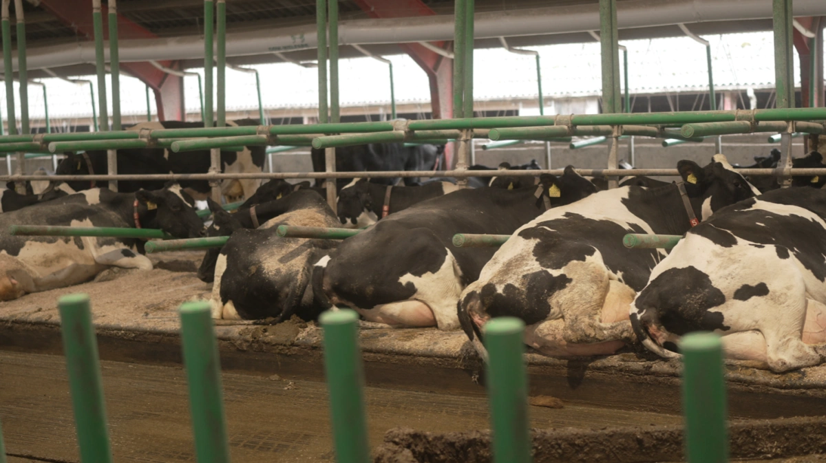 »Flex Air Stall« er en videreudvikling af den fleksible sengebøjle, Flex Stall, der nu kan fås med integreret lufttilførsel og dermed reducere og forebygge varmestress hos kvæg. - I en tid hvor klimaforandringerne er konstante, og temperaturerne kun bliver højere, og vi får mere og mere fokus på dyrevelfærd, er dette mere relevant end nogensinde, fortæller Thea Aaes, project manager hos Cow Welfare. Fotos: Cow Welfare
