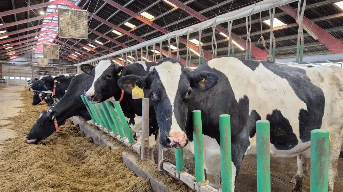 Cow Welfare allerede har installeret Flex Air Stall på deres testgård hos mælkeproducent Jan David i Bylderup-Bov i Sønderjylland, og han er generelt rigtig glad for at bruge systemet. Han har blandt andet oplevet, at køernes ydelse har holdt sig mere stabil, end den nogensinde har gjort før en sommer.

