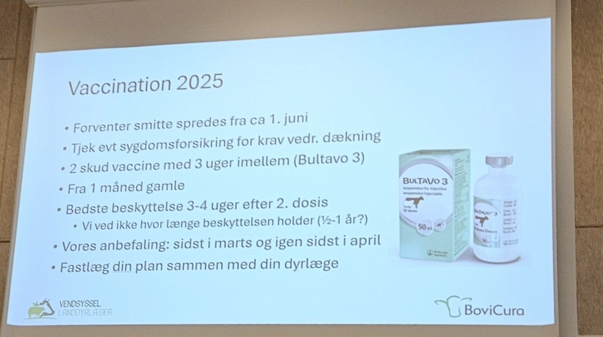 Vaccination mod bluetongue i 2025 skal ske i foråret – planen herfor fastlægges med dyrlægen.