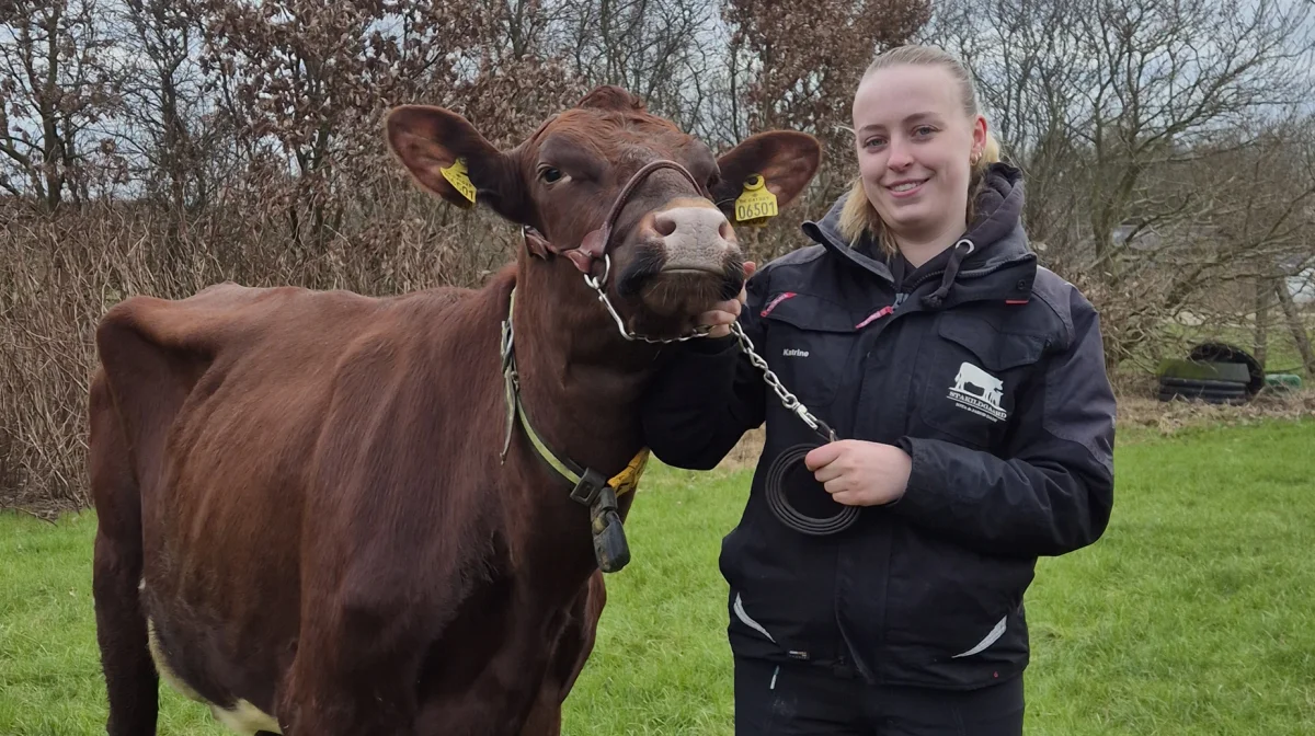 Katrine Gade er fuldstændig vild med røde køer. Hun er en af drivkræfterne bag, at der i år er en stor RDM-udstilling på Agro Nord. Fotos: Tenna Bang