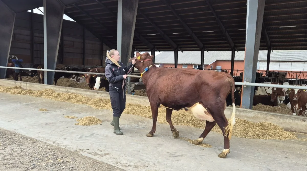 Katrine bruger mange timer på at gøre klar til Agro Nord. 