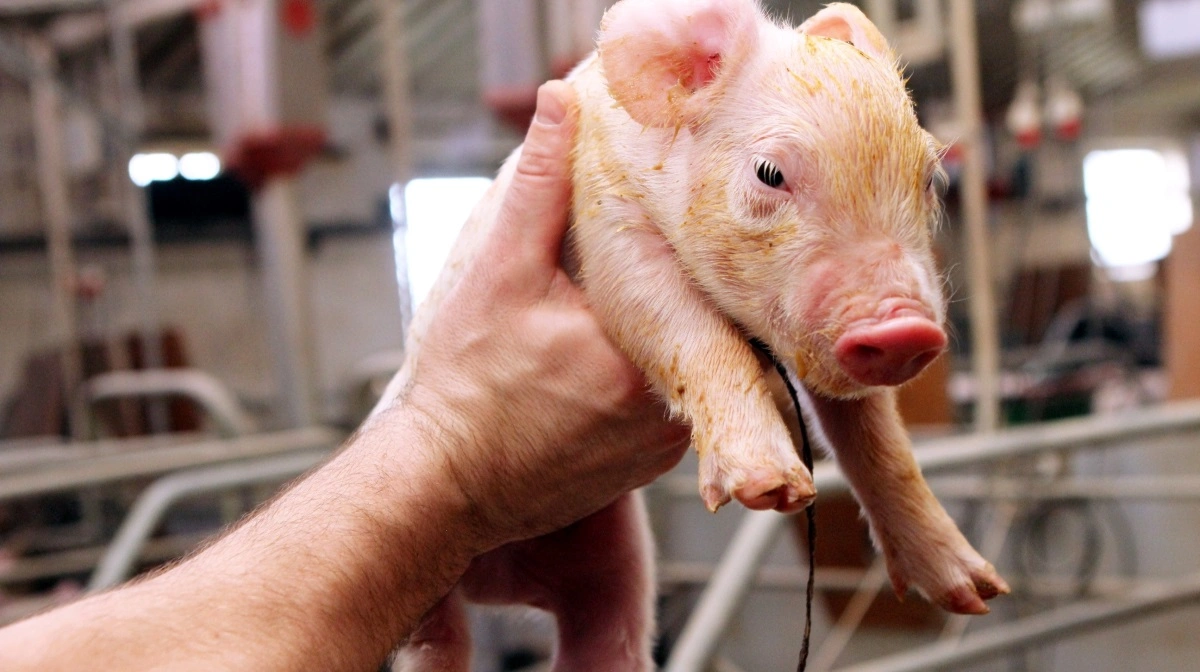 Tyske og hollandske forskere har fundet ud af, at hovedparten af nyfødte grise er i en form for inflammatorisk tilstand allerede inden for det første levedøgn. Arkivfoto: Anne Wolfenberg