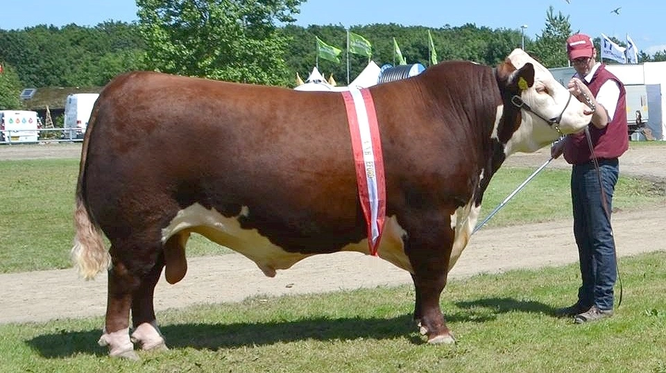 Et af de største øjeblikke var, da tyren Moeskær Compass blev kåret til Champion of the World i Texas i 2018. Arkivfoto