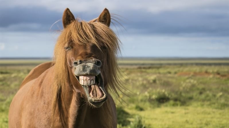 De fleste af vores rideheste lever på en helt anden måde end hestene i naturen. Det betyder, at hestens tandsæt ikke bliver slidt på samme måde, som det ellers ville. Men hos heste betyder tandproblemer ikke kun smerte – det kan føre til sygdom og vægttab, fordi hesten kan have svært ved at tygge og optage sit foder, advarer Agrias dyrlæge.