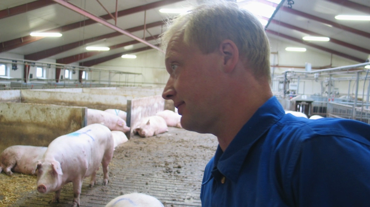 Tommy Volsgaard, Volsgaard Avl og Opformering, er i nu i flere år i træk blevet kåret som DanBreds bedste avler af duroc og landrace. Besætningen, der består af 1.300 avlssøer, holder til i Ørnhøj i Vestjylland. Arkivfoto: Anne Wolfenberg