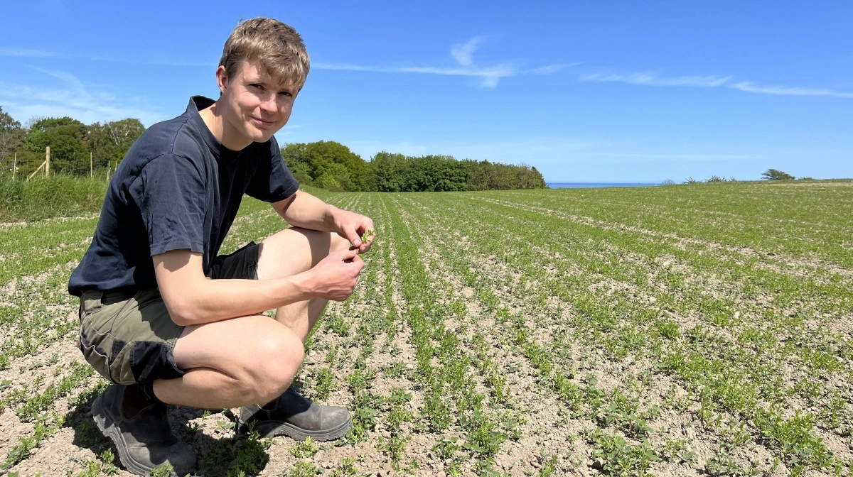 Emil Elsborg Christensen, forsøgskonsulent hos Agrovi, har fundet væsentligt mindre tokimbladet ukrudt i de parceller, der ikke er pløjet. Og det stemmer godt overens med teorien, understreger han. Foto: Agrovi