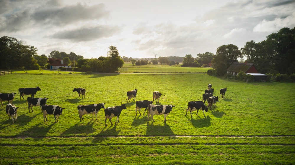 Den absolutte udledning relateret til mælk blev reduceret med 3 procent i 2024 sammenlignet med 2023 svarende til 415.000 ton CO2e. Foto: Arla