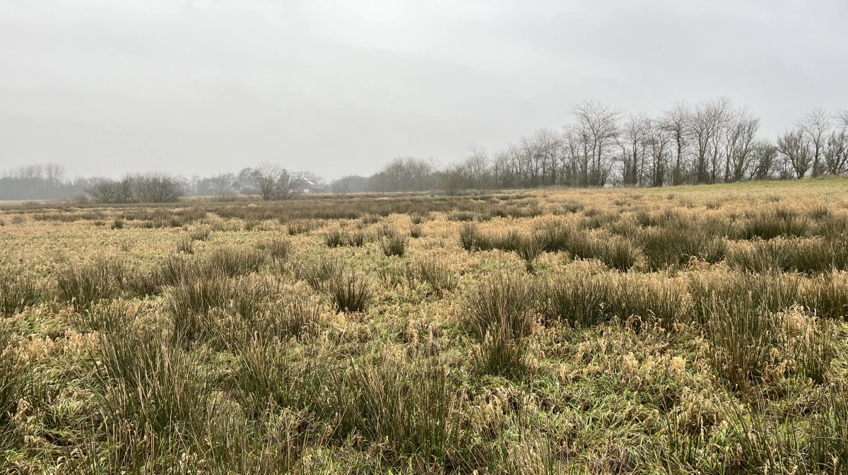 EU giver tilskud til at droppe landbrugsproduktion, hvis man på den måde kan gavne miljø eller klima. Her er engarealerne ved Ringkøbing Fjord oplagte, hvis man skal tro den lokale lodsejer. 