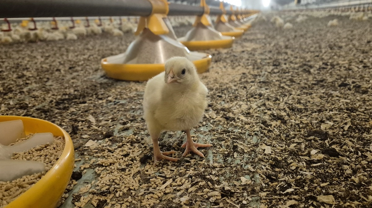 Både Rose Poultry og Danpo ser ind i, at alle prognoser viser, at forbruget af kylling vil stige i både Danmark og Europa de kommende år.
