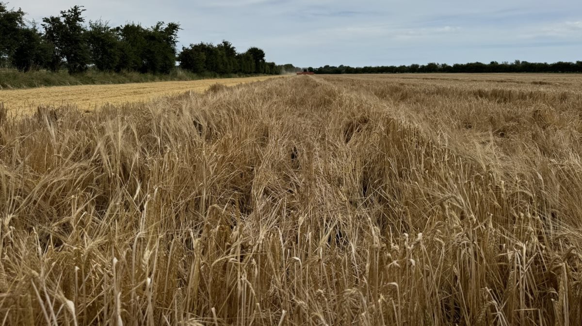 Der skal være større gennemsigtighed på brovægten, når landbruget indleverer deres udbytter i høsten. Derfor præsenterer DLG en ny afregningsmodel på maltbyg, som skal bidrage til en mere fair afregning.