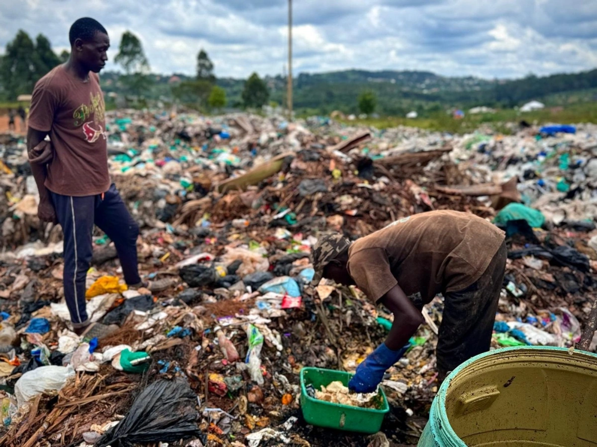 Omkring 70 procent af affaldet på lossepladserne i Uganda er organisk materiale, som kan bruges til at fodre fluelarverne til blandt andet insektprotein-produktion.