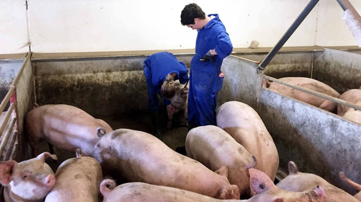 En helt ny metode betyder, at det nu bliver lettere at afsløre spoleorm. Afsløringen sker ganske enkelt ved at sende blodprøver til analyse på laboratoriet i Kjellerup.