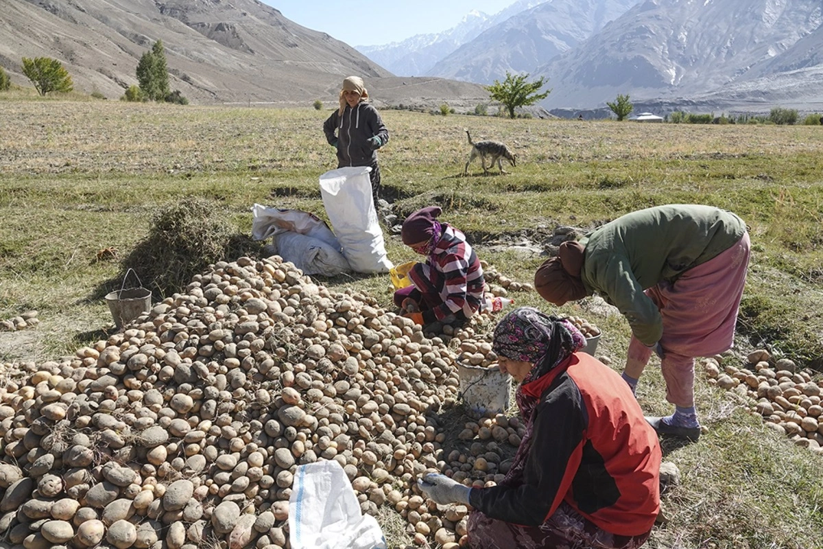 Høst af kartofler i Pamir er også kvindearbejde.