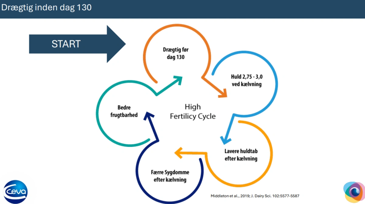 Får man køerne drøgtige inden 130 dage, er det ifølge Maja Albrechtsen bedre chance for, at de opnår »high fertility cycle«. Kilde: Fra præsentationen